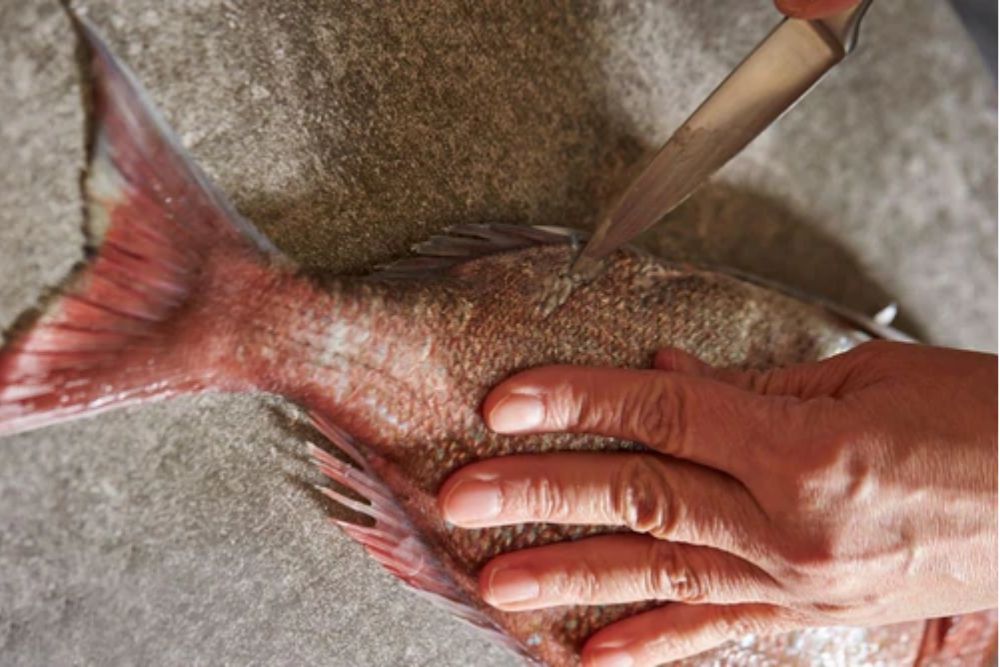 Filleting a Large Fish with a small Knife! Snapper!!! Saltwater